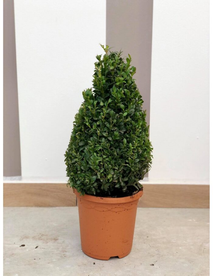 8 Piante di Buxus a Piramide Vaso 19cm