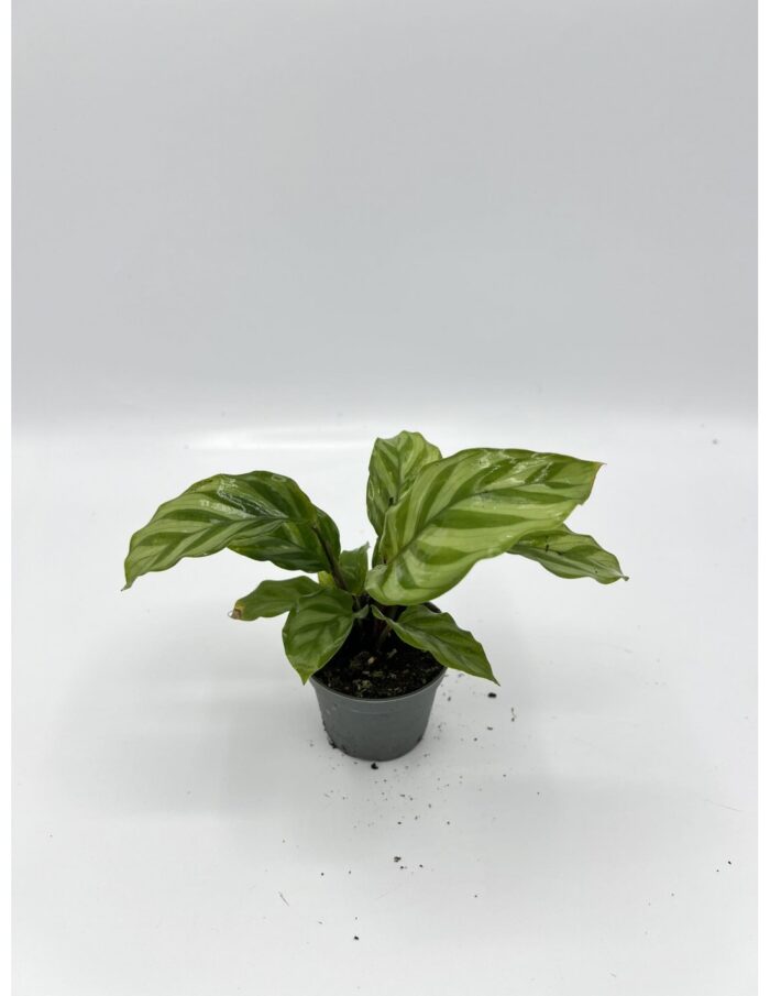 8 Piante di Calathea Freddie Vaso 6cm