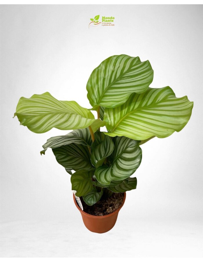 8 Piante di Calathea Orbifolia Vaso 12cm