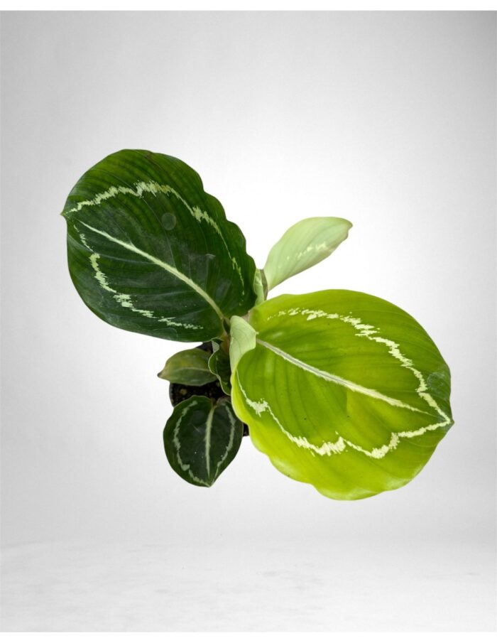 8 Piante di Calathea Roseopicta Green Vaso 6cm