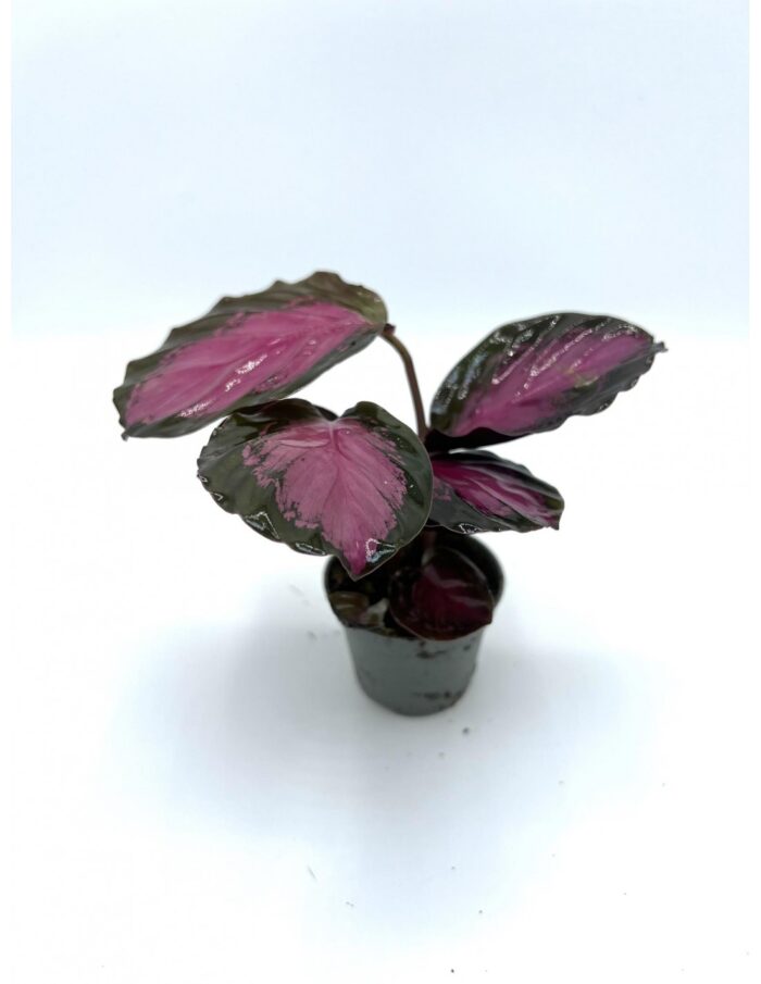 8 Piante di Calathea Ros. Illustris Rosey Vaso 6cm