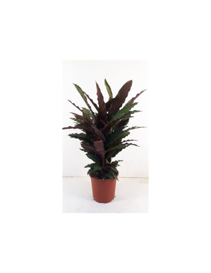 8 Piante di Calathea Rufibarba Vaso 17cm