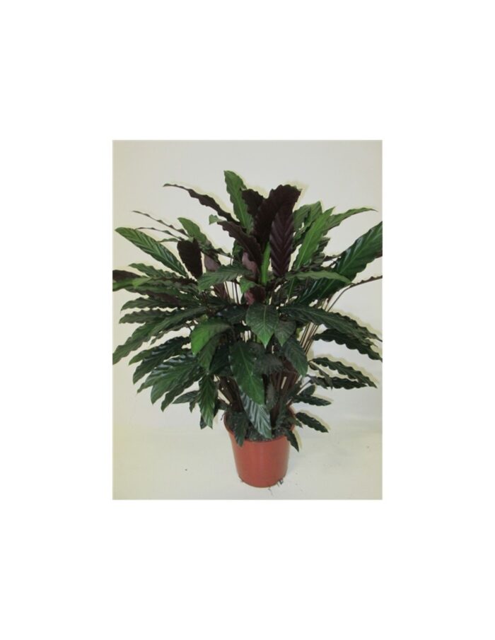 8 Piante di Calathea Rufibarba Vaso 27cm