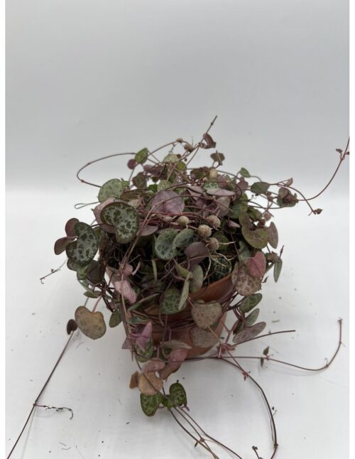 pianta-ceropegia-woodii