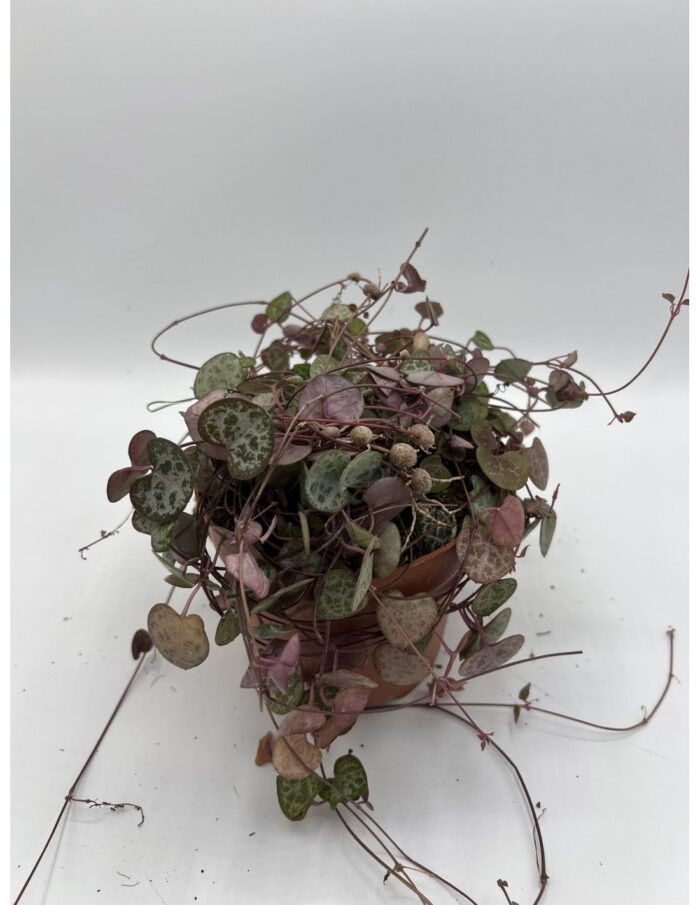 pianta-ceropegia-woodii