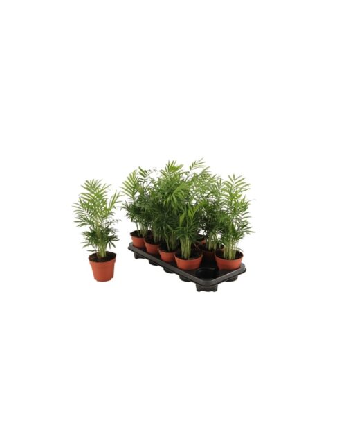 pianta-chamaedorea-elegans