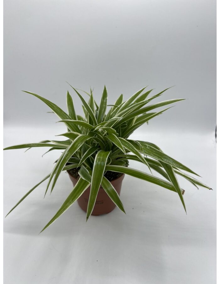 8 Piante di Chlorophytum Ocean Vaso 10.5cm