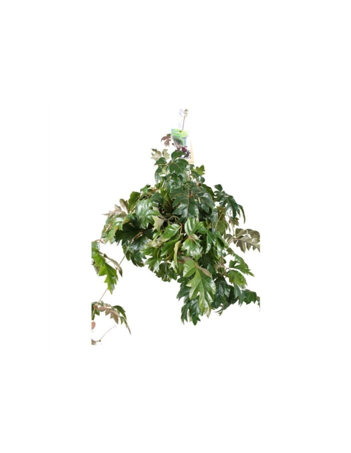 8 Piante di Cissus Rhombifolia in Basket
