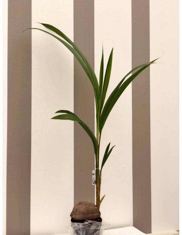 8 Piante di Cocos Nucifera Vaso 19cm