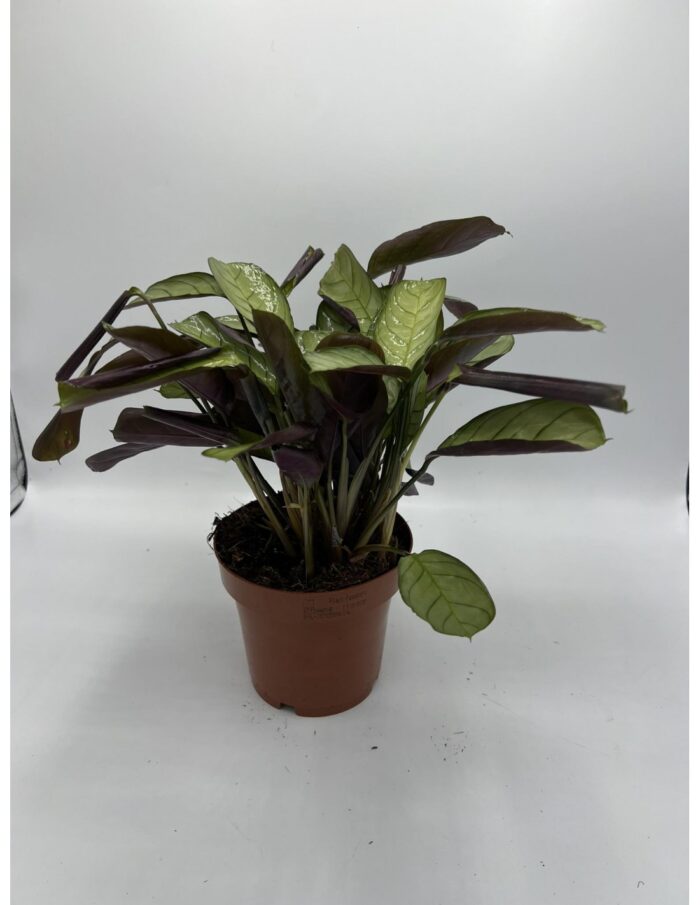 8 Piante di Ctenanthe Burle Marxii "Pianta della Preghiera" Vaso 12cm
