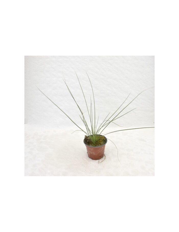 20 Piante di Dasylirion Longissimum Vaso 14cm