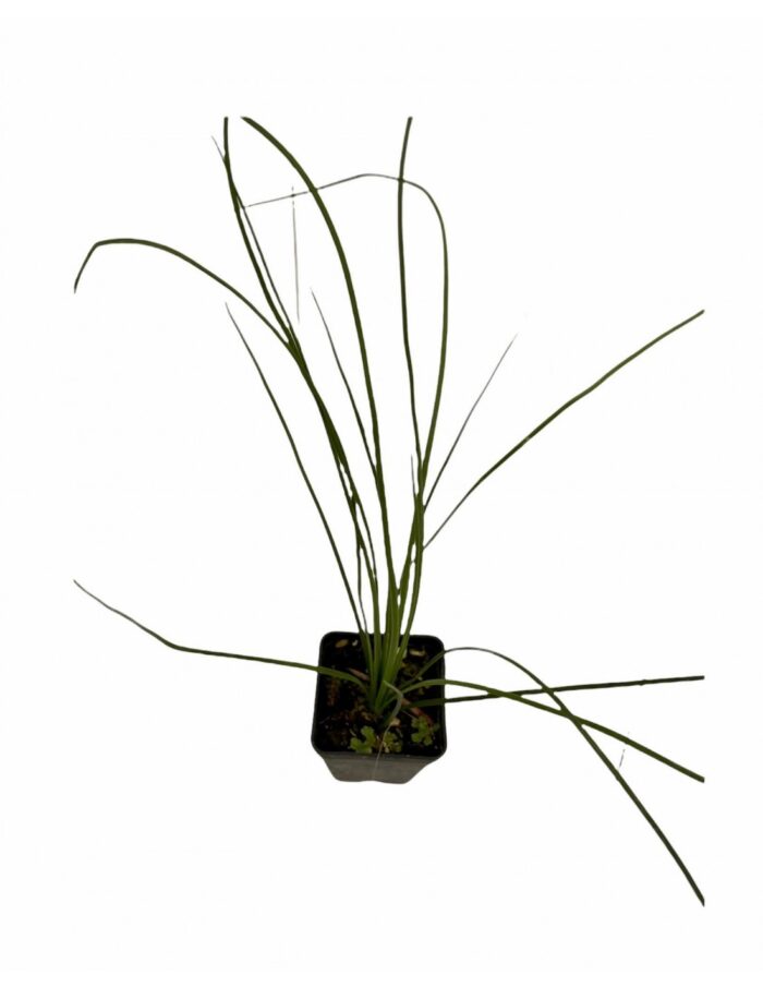 40 Piante di Dasylirion Longissimum Vaso 7cm