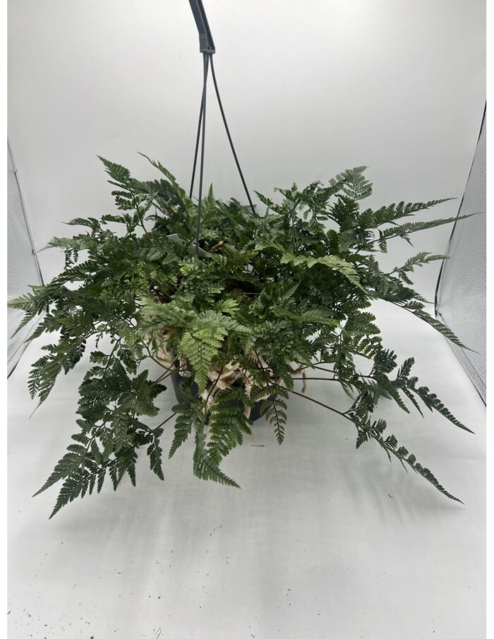 8 Piante di Davallia Fijensis ''Zampa di Coniglio'' in Basket Vaso 17cm