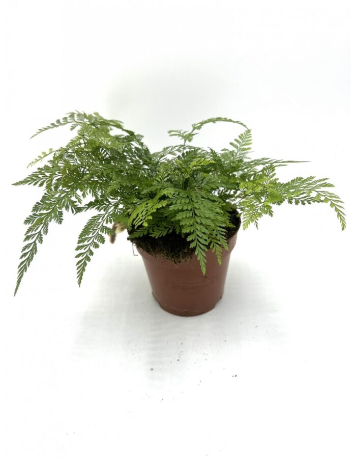 8 Piante di Davallia Fijensis ''Zampa di Coniglio'' Vaso 12cm