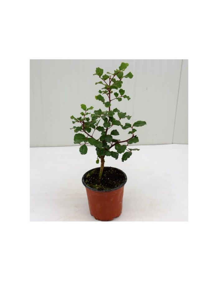 20 Piante di Carrubo Vaso 14cm