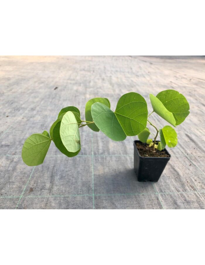 40 Piante di Cercis Vaso 7cm