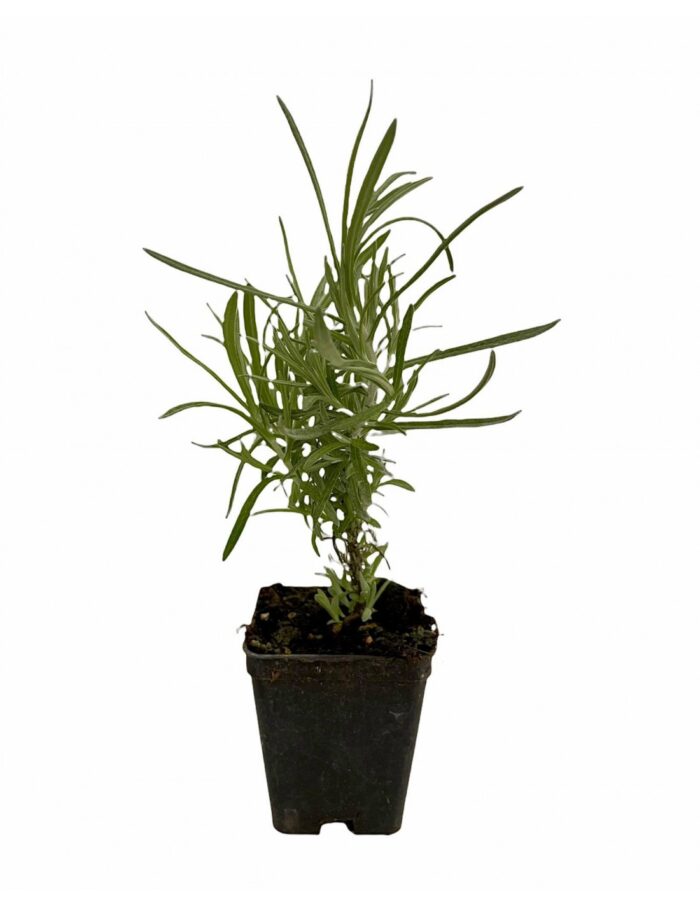 8 Piante di Elicriso Vaso 7cm