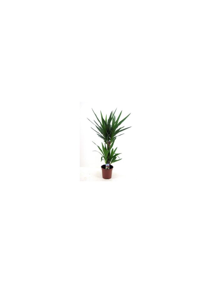 8 Piante di Yucca Vaso 17cm