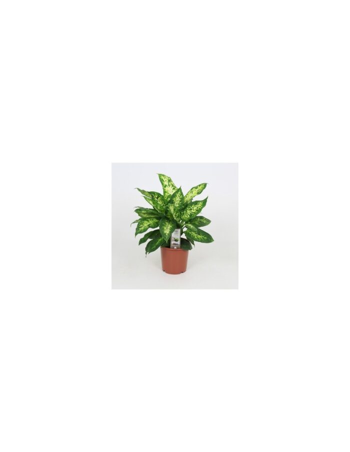 8 Piante di Dieffenbachia Compacta Vaso 17cm