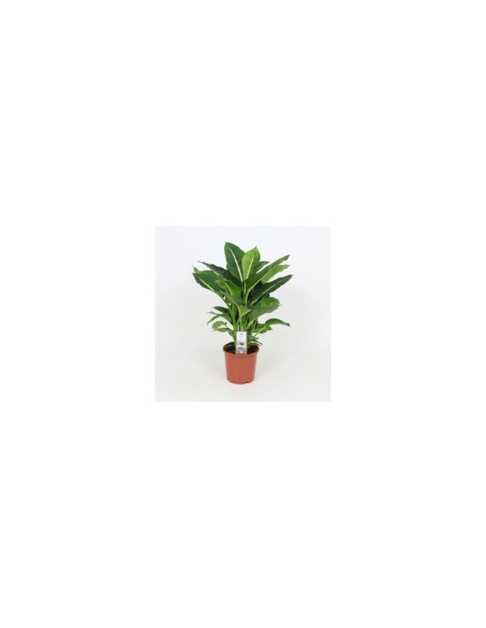 8 Piante di Dieffenbachia Green Magic Vaso 12cm