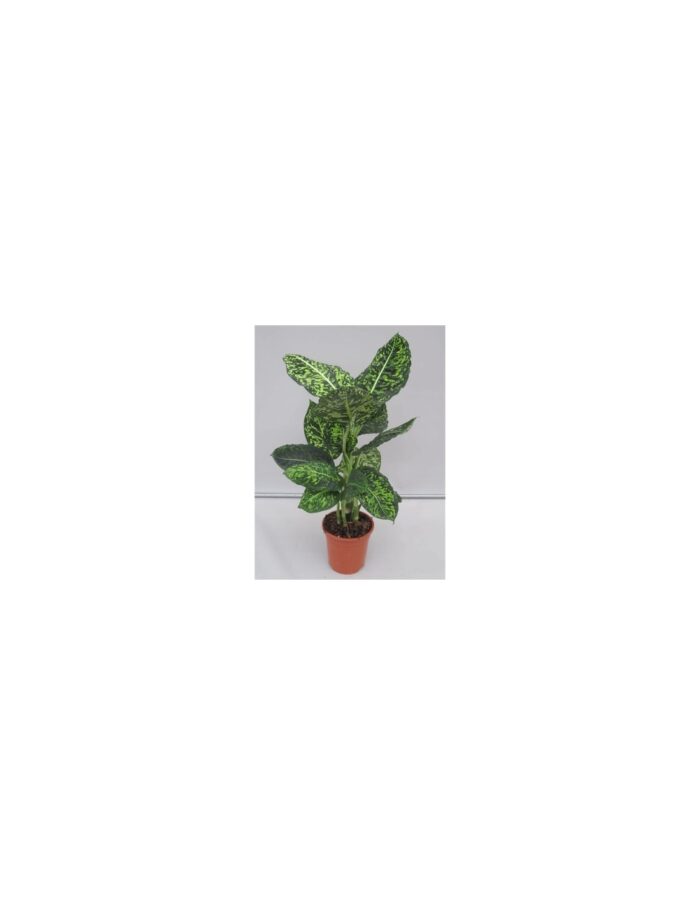 8 Piante di Dieffenbachia Reflector Vaso 17cm