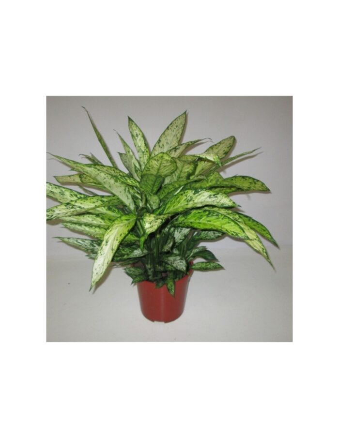 8 Piante di Dieffenbachia Vesuvius Vaso 17cm