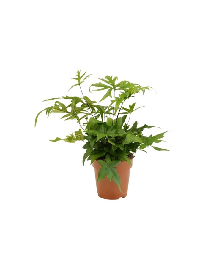 8 Piante di Doryopteris Pedata Vaso 12cm