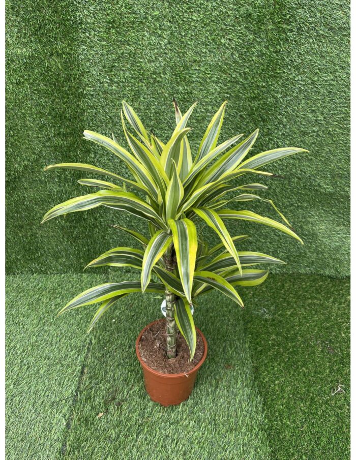8 Piante di Dracaena fr.Der.Lemon Lime Vaso 19cm