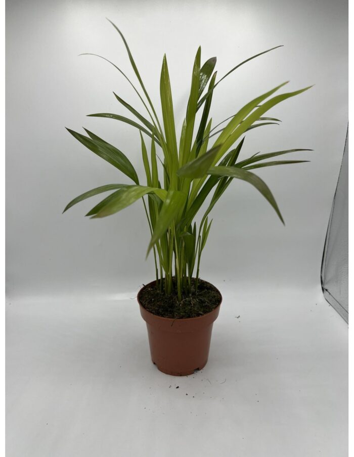 8 Piante di Dypsis Lutescens Areca Vaso 12cm