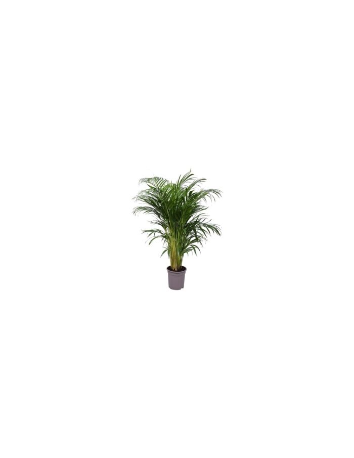 8 Piante di Dypsis Lutescens Areca Vaso 17cm