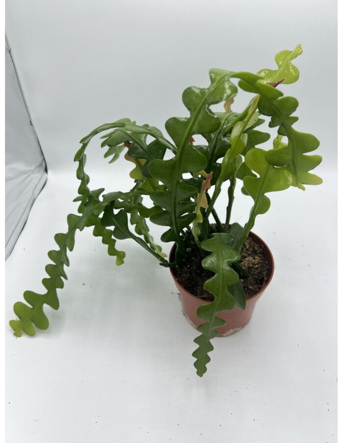 8 Piante di Epiphyllum Anguliger Vaso 12cm