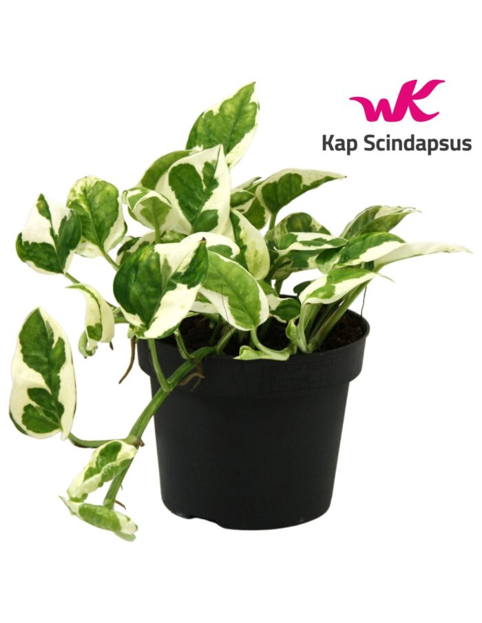 8 Piante di Epipremnum Aureum NJoy Vaso 12cm