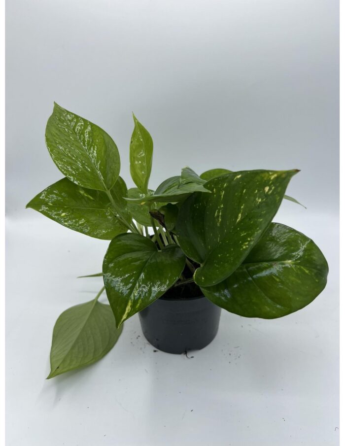 8 Piante di Epipremnum o Pothos Vaso 12cm