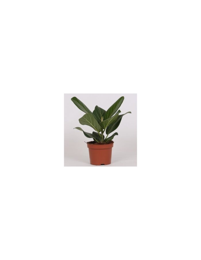 8 Piante di Ficus Benghalensis Audrey Vaso 17cm