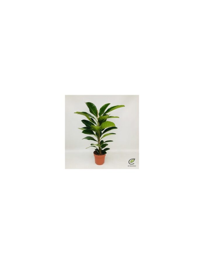8 Piante di Ficus Benghalensis Roy Vaso 21cm