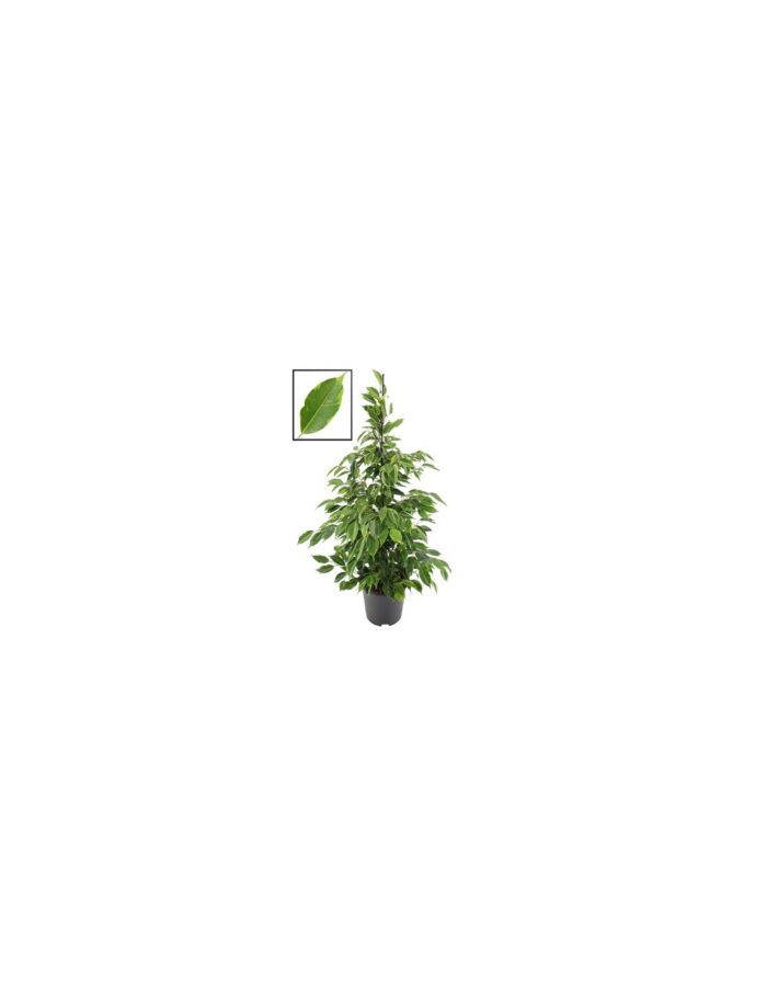 8 Piante di Ficus Benjamina Anastasia a Piramide Vaso 17cm