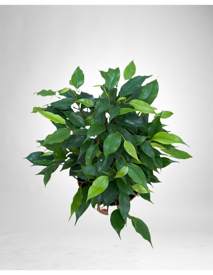 8 Piante di Ficus Benjamina Green Kinky Vaso 12cm
