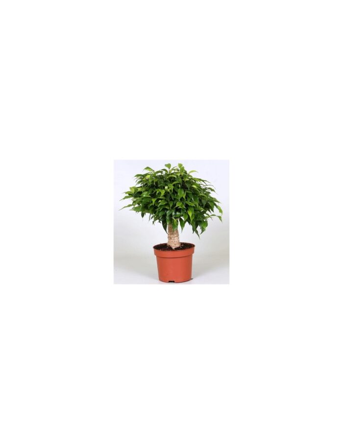 8 Piante di Ficus Benjamina Green Kinky (Tronco in Juta) Vaso 12cm