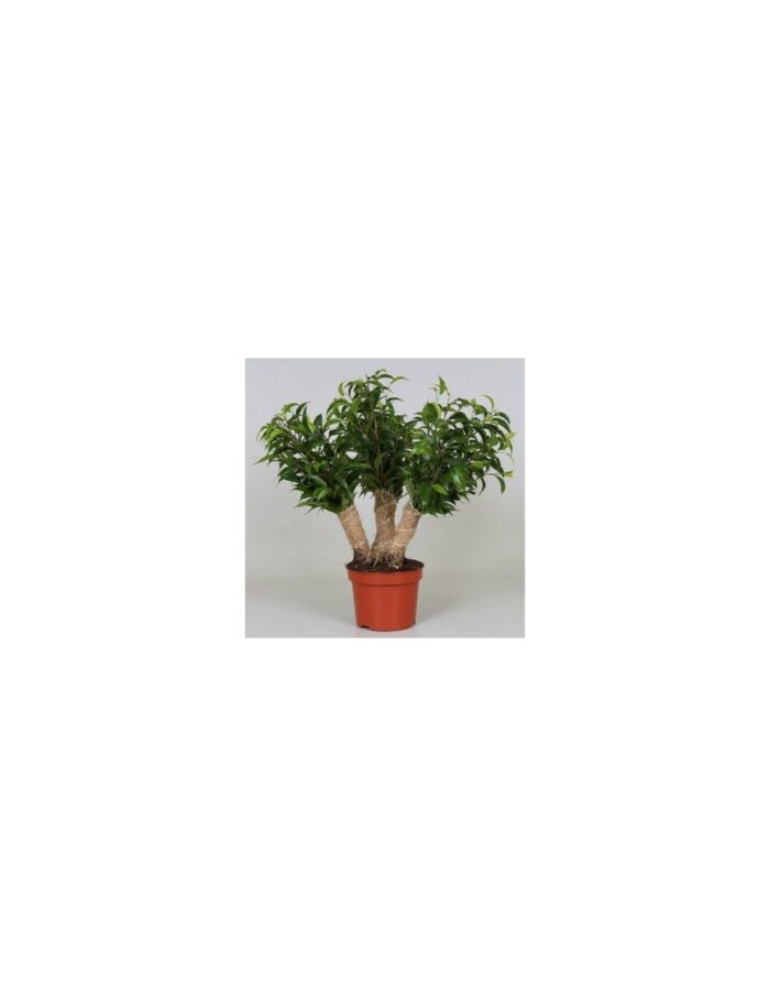 8 Piante di Ficus Benjamina Natasja Crazy Tree Vaso 12cm
