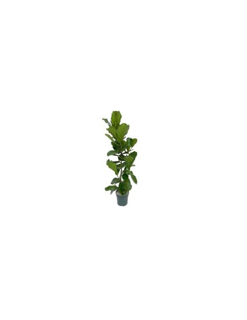 pianta-ficus-lyrata