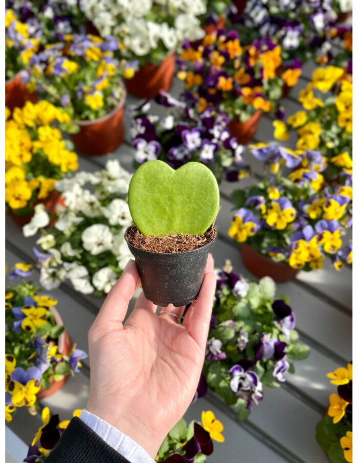 8 Piante Grasse di Hoya Kerrii Vaso 6cm