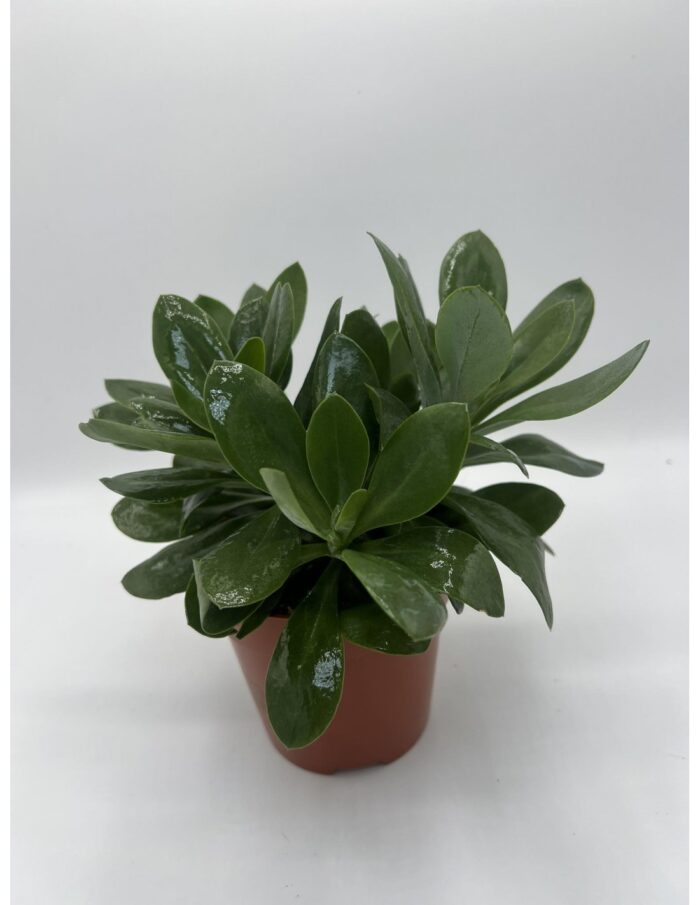 8 Piante Grasse di Senecio Mountain Fire Cephalophorus Vaso 12cm