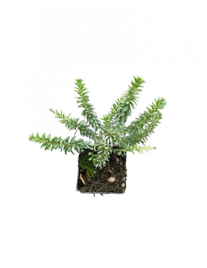 40 Piante di Grevillea Thamborita Vaso 7cm