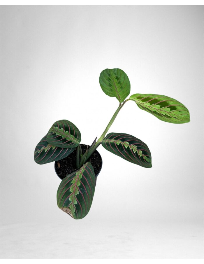 8 Piante di Maranta Leuconeura Fascinator Vaso 12cm