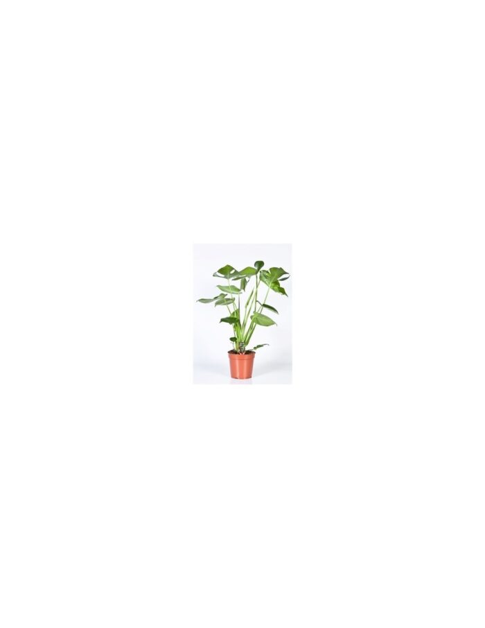 8 Piante di Monstera Deliciosa Vaso 17cm