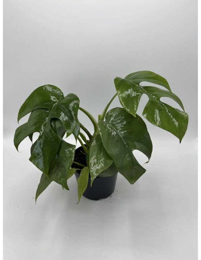 8 Piante di Monstera Minima Vaso 12cm