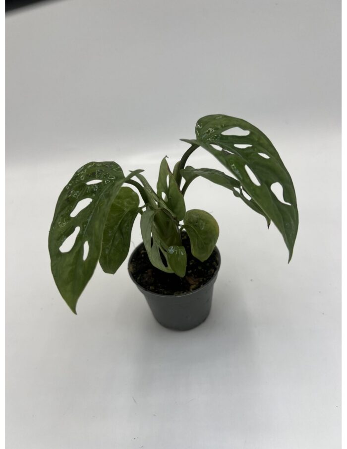 8 Piante di Monstera Obliqua Vaso 5.5cm