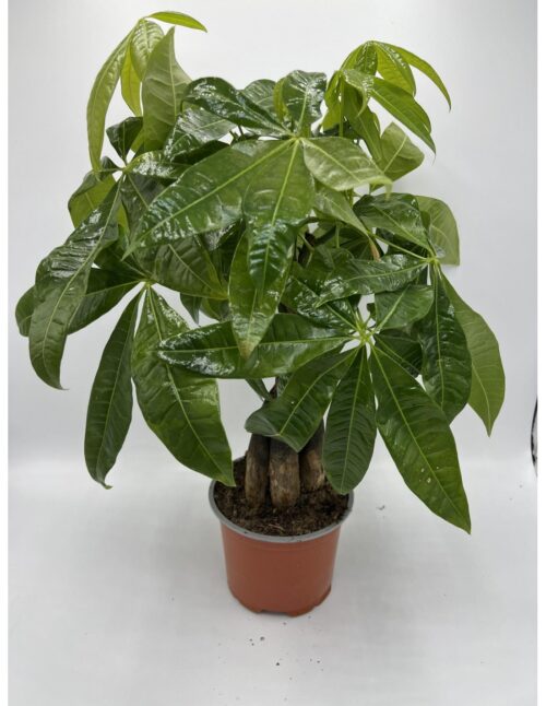 pianta-pachira-aquatica-braided-stem