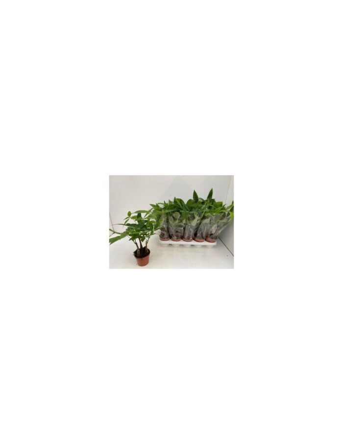 8 Piante di Pachira Aquatica Vaso 13cm