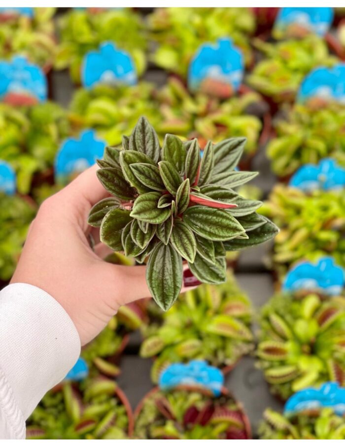 8 Piante di Peperomia Caperata Rosso Vaso 5.5cm